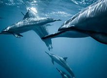 傍晚时刻的秘密崩塌：一场网络风暴背后的真相揭秘